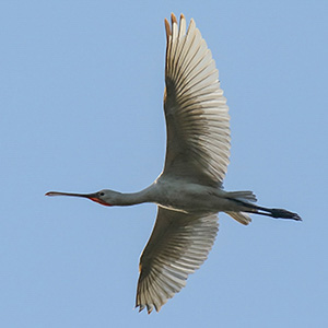 Eurasian Spoonbill